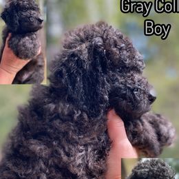 Gray Collar Boy - Black male Goldendoodle puppy in Ringgold, Georgia from Sweet B’s Goldendoodles