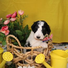 Swiss - Parti male Poodle puppy in Peyton, Co, Usa, Colorado from Peyton Poodles