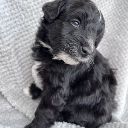 Aussiedoodle Puppies from Kingsden Aussies and doodles