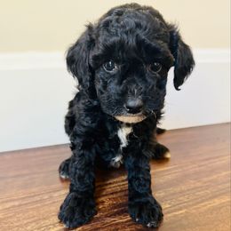 Faith - Black female Goldendoodle puppy in Auburn, Indiana from Martin’s Doodles