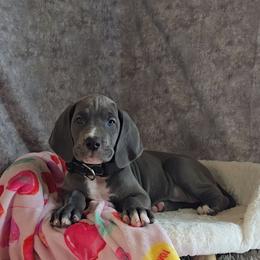 Sandy Claws - Blue female Great Dane puppy in Caldwell, Idaho from Miner's Dynamic Danes
