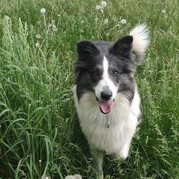 Nimuë - Old Time Scotch Collie