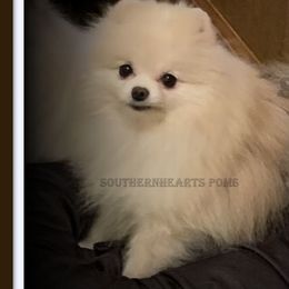 Star - Pomeranian