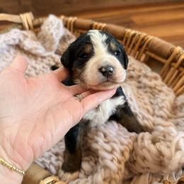 Himalaya - Tri-color male Bernedoodle puppy in Fort Meade, Florida from Baldwin Dood Ranch