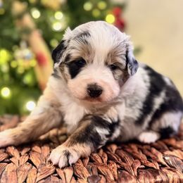 Carley - Blue merle female Miniature American Shepherd puppy in Ash Grove, Missouri from 3 Barrels Farms, LLC