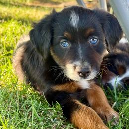 Sprite - Black tri female Miniature Australian Shepherd puppy in Lincoln, California from Country Dreams Mini Aussies