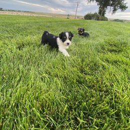 Miniature Australian Shepherd, Toy Australian Shepherd, and Yorkshire Terrier Puppies from Bullish R Ranch