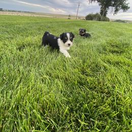 Miniature Australian Shepherd, Toy Australian Shepherd, and Yorkshire Terrier Puppies from Bullish R Ranch