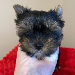 Timmy - Parti male Yorkshire Terrier puppy in Carleton, Michigan from Jo Smallwood