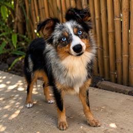 Walle - Toy Australian Shepherd