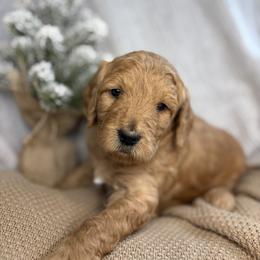 Pink - Red  female Goldendoodle puppy in Newnan, Georgia from Old Line Doodles