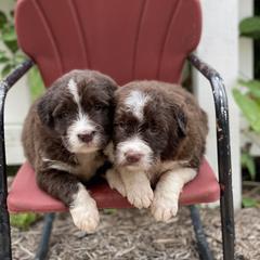 Bordoodle Puppies from Borders of Eby Eden