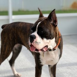 Luka - Boxer