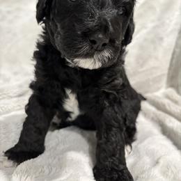 Golden Mountain Doodle Puppies from Z Doodles