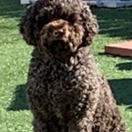 Lagotto Romagnolo puppies from Surf-N-Turf, LLC