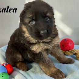 Azalea - Black and red female German Shepherd puppy in Beaverdam, Virginia from Mayhew German Shepherds (formerly B&R Kennel)