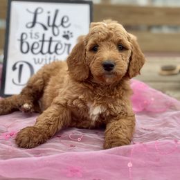 Riley - Red  Goldendoodle puppy in Oxford, Pennsylvania from FriendlyPals