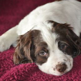 English Springer Spaniel Puppies from Rocky Mountain Springer Spaniels