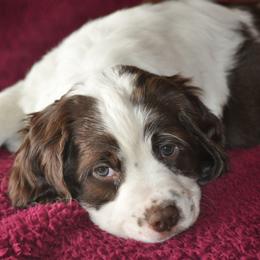 English Springer Spaniel Puppies from Rocky Mountain Springer Spaniels