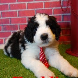Saint Berdoodles from Mad Hatter Farms Saint Berdoodles