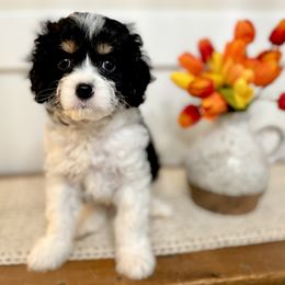 Cavapoo puppies from Apricot Roots Doodles