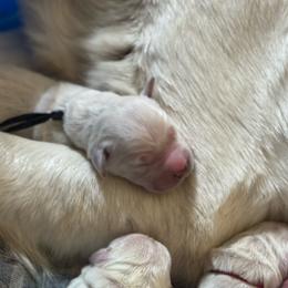 Summit - Light golden male Golden Retriever puppy in Payette, Idaho from Stonewick Retrievers