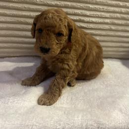 Gouda - Apricot female Goldendoodle puppy in Payson, Utah from Country Sky Doodles