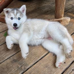 2 Lona - Gray and white female Siberian Husky puppy in Dane, Wisconsin from Sunny Hurricane Siberians