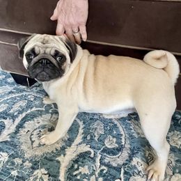 Belle - Pug