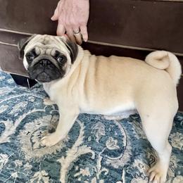 Belle - Pug