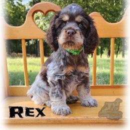 Cocker Spaniel Puppies from Gambill's Cocker Spaniel Cuties