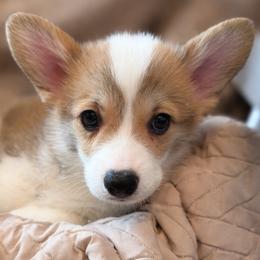 Pie - Red female Pembroke Welsh Corgi puppy in Colbert, Washington from Siclair Crowns Corgis