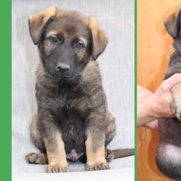 Boy 3 - German Shepherd puppy in Washington from Von Zobel Haus Kennels