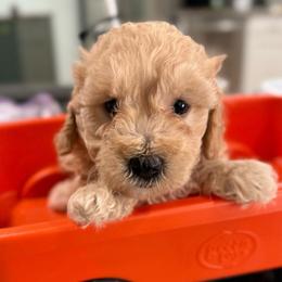 Archie - Apricot male Maltipoo puppy in Colonial Beach, Virginia from BeachRidge Pups