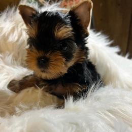 Yorkshire Terriers from Southernbelle Tiny Quality Yorkies