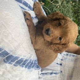 Goldendoodle Puppies from Hush Doodles