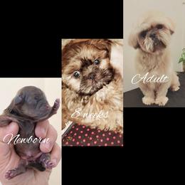 Shih Tzu Puppies from Shantii's Shih Tzu's