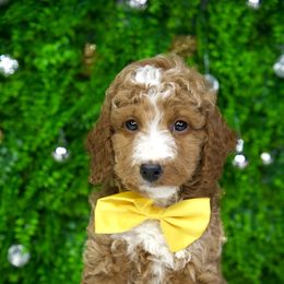 Aspen - Parti male Goldendoodle puppy in Brandon, Florida from Murphys Doodles