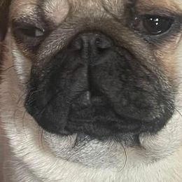 Pugs from Julie Buckenmeyer
