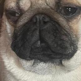 Pugs from Julie Buckenmeyer