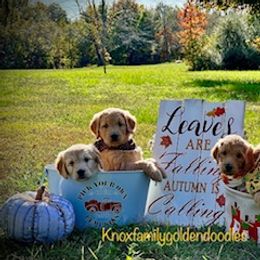 Goldendoodle and Golden Retriever Puppies from Knox Family Goldens & Doodles