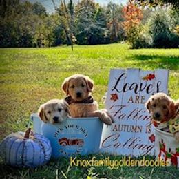 Goldendoodle and Golden Retriever Puppies from Knox Family Goldens & Doodles