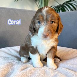 Coral - Red tri-color female Aussiedoodle puppy in Ellenburg Center, New York from Kristin's Puppies