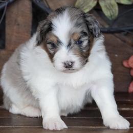 Boy 2 - Blue merle male Aussiedoodle puppy in Lawton, Oklahoma from Lindsey’s Aussies