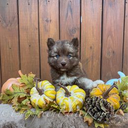 Wonka - Red and white male Siberian Husky puppy in Tulsa, Oklahoma from EvergreenEliteKennel