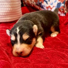 Woodrow Call - Black and white male Pomsky puppy in Blue Earth, Minnesota from Blue Sky Pomsky