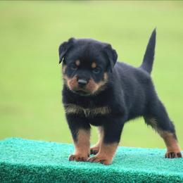 Veno - Black and mahogany male Rottweiler puppy in Uniontown, Alabama from CedarBluff Rottweilers