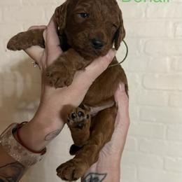 Denali - Red  male Poodle puppy in Mount Vernon, Illinois from AMC Poodles