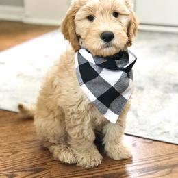 Goldendoodle Puppies from KandE Doodles
