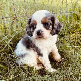 Boy 6 - Blue - Black and white male Cocker Spaniel puppy in Ellenboro, North Carolina from Chantels Spaniels